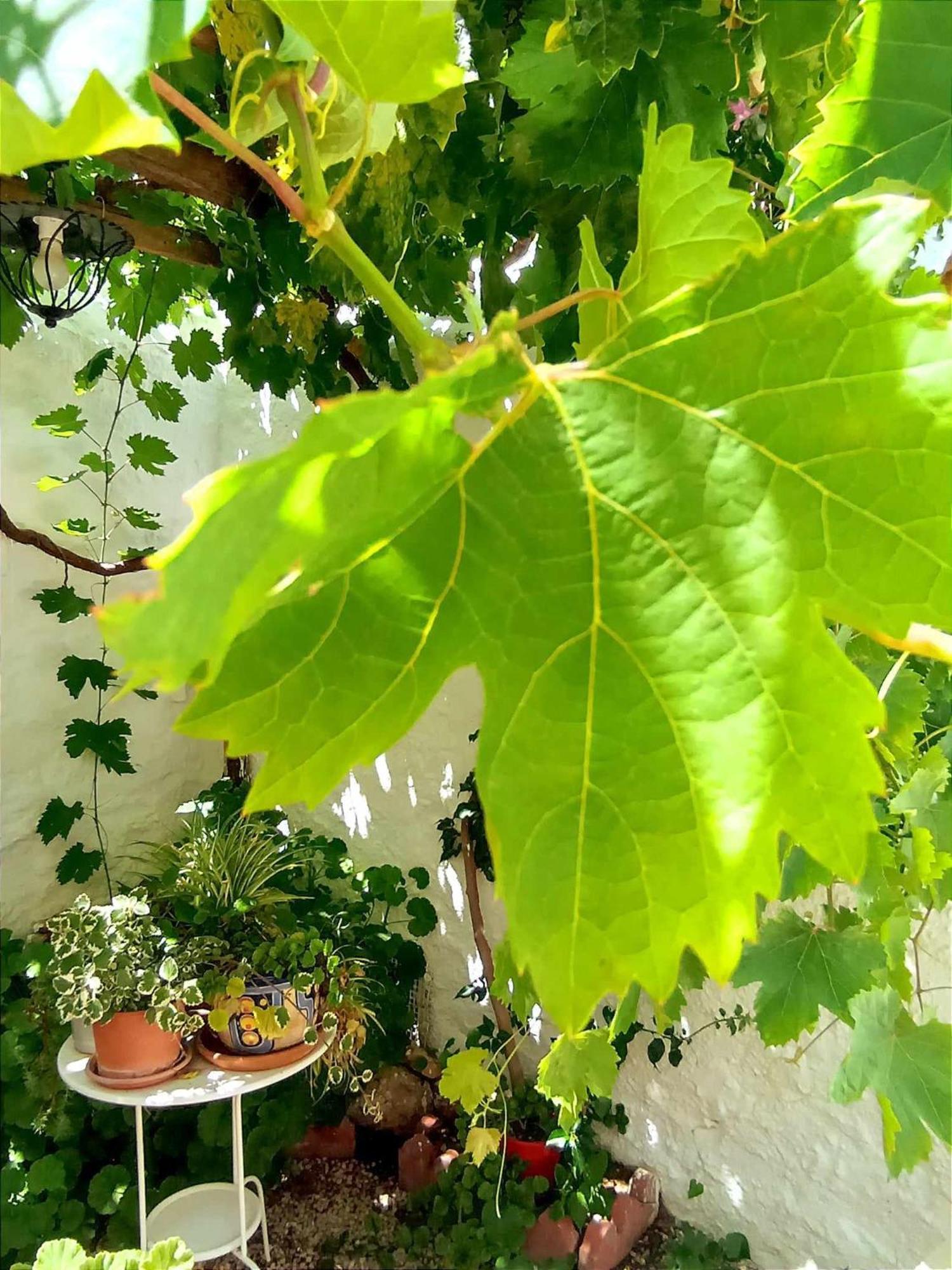 Casa Shyshka Country Cottage Periana ภายนอก รูปภาพ